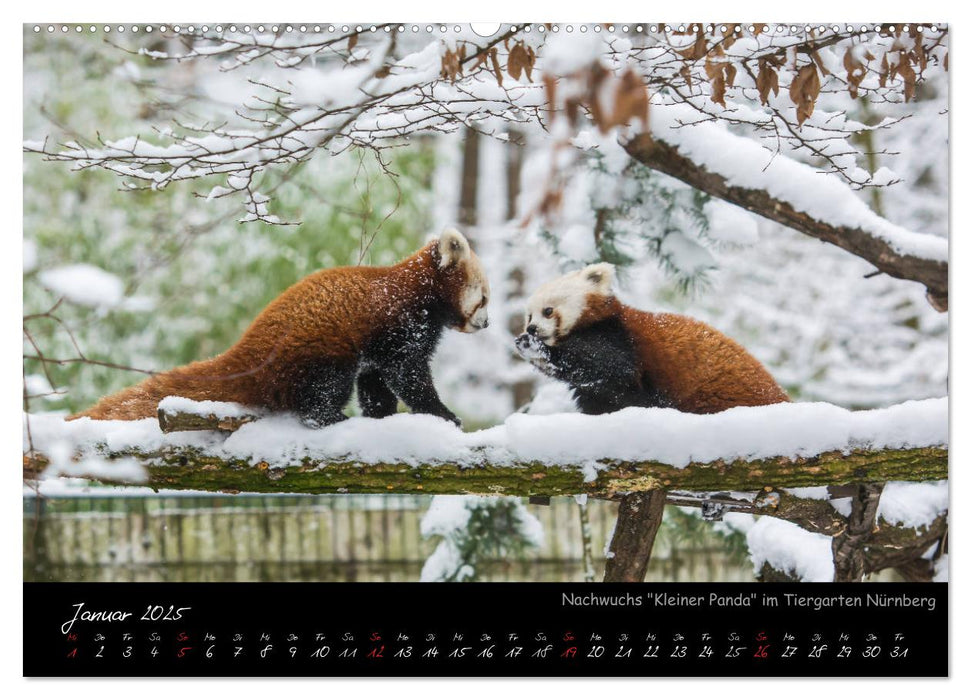 Tiergarten Nürnberg (CALVENDO Premium Wandkalender 2025)