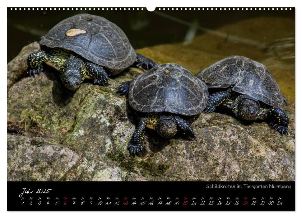 Tiergarten Nürnberg (CALVENDO Premium Wandkalender 2025)