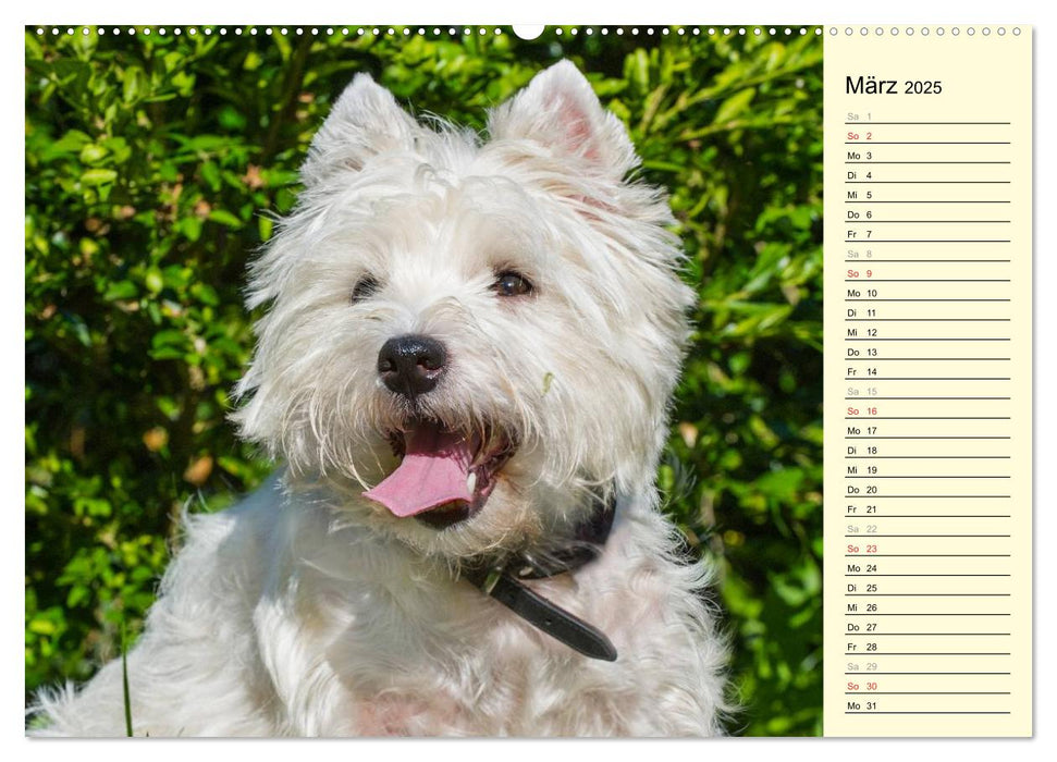 Kobold auf 4 Pfoten - West Highland White Terrier (CALVENDO Premium Wandkalender 2025)