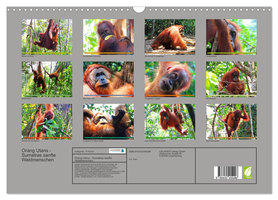 Orang Utans - Sumatras sanfte Waldmenschen (CALVENDO Wandkalender 2025)