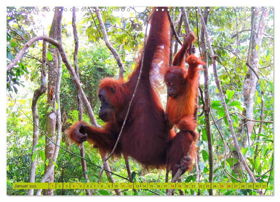 Orang Utans - Sumatras sanfte Waldmenschen (CALVENDO Wandkalender 2025)