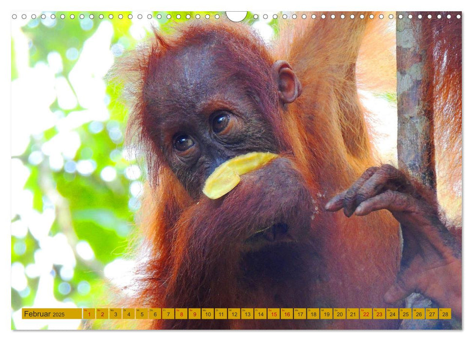 Orang Utans - Sumatras sanfte Waldmenschen (CALVENDO Wandkalender 2025)