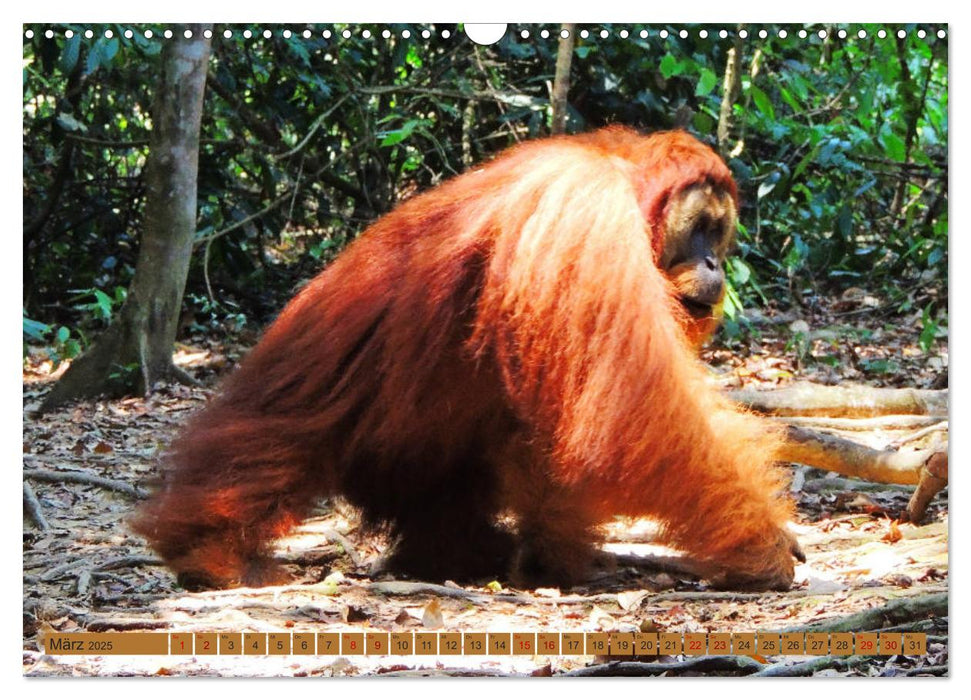 Orang Utans - Sumatras sanfte Waldmenschen (CALVENDO Wandkalender 2025)