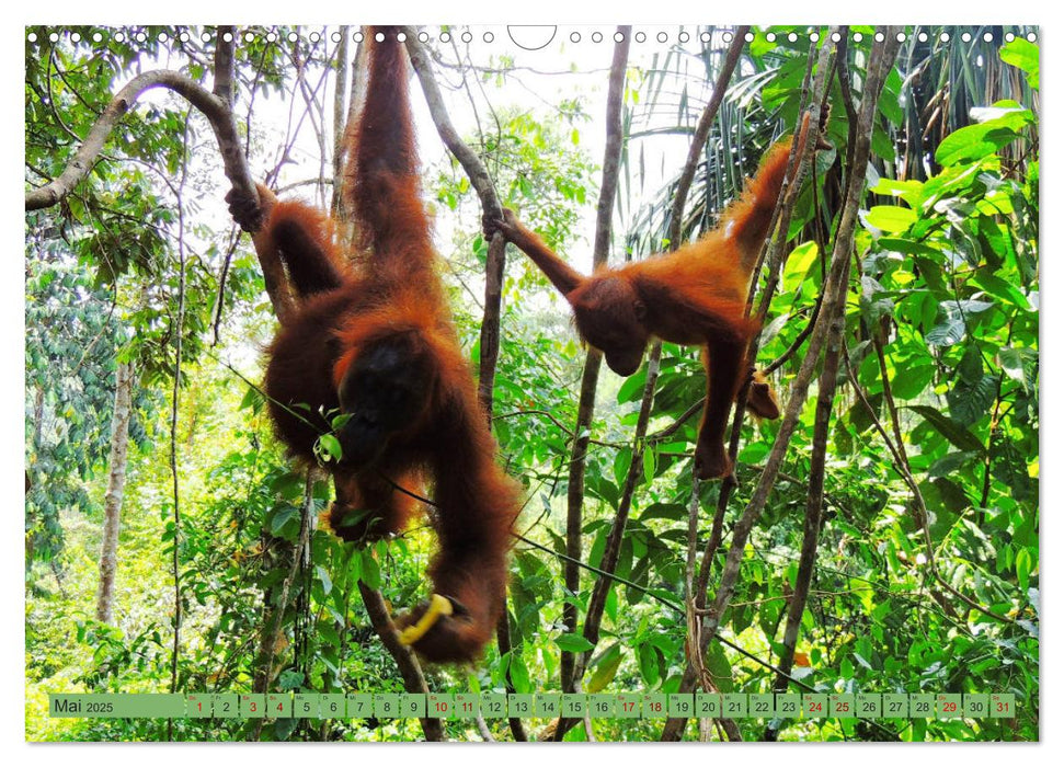 Orang Utans - Sumatras sanfte Waldmenschen (CALVENDO Wandkalender 2025)