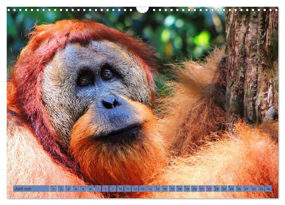 Orang Utans - Sumatras sanfte Waldmenschen (CALVENDO Wandkalender 2025)