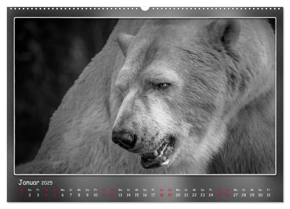 Tieren ins Gesicht geschaut (CALVENDO Wandkalender 2025)