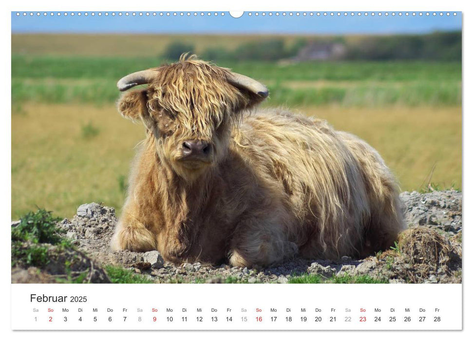 Eiderstedt Impressionen (CALVENDO Premium Wandkalender 2025)