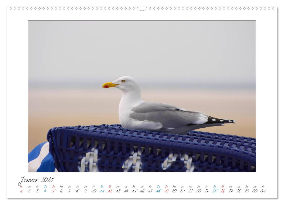 Amrum - Farben einer Insel (CALVENDO Premium Wandkalender 2025)