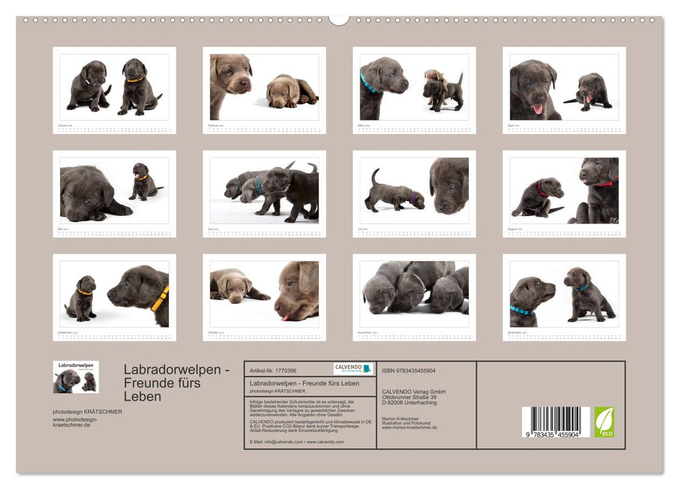 Labradorwelpen - Freunde fürs Leben (CALVENDO Premium Wandkalender 2025)