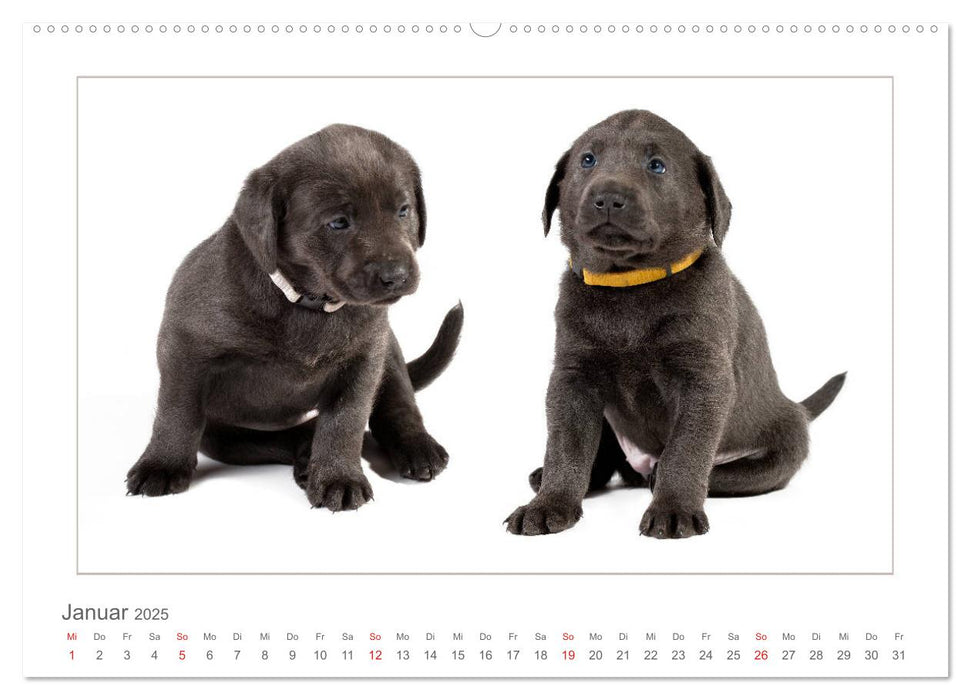 Labradorwelpen - Freunde fürs Leben (CALVENDO Premium Wandkalender 2025)