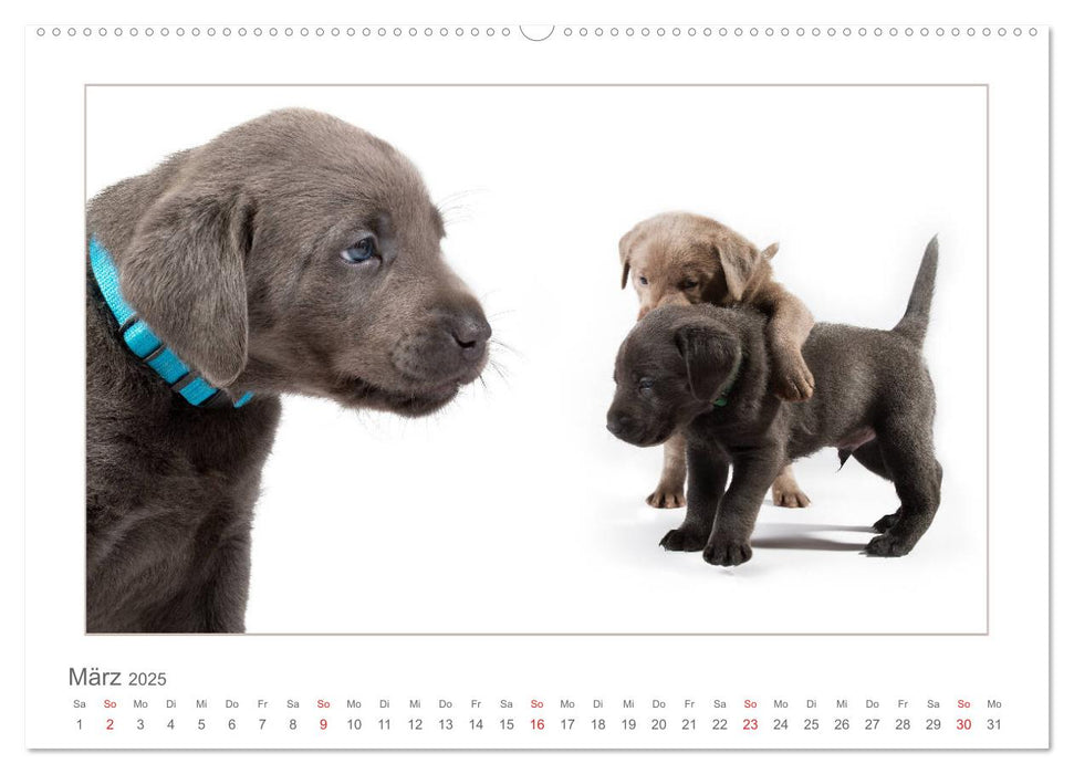 Labradorwelpen - Freunde fürs Leben (CALVENDO Premium Wandkalender 2025)