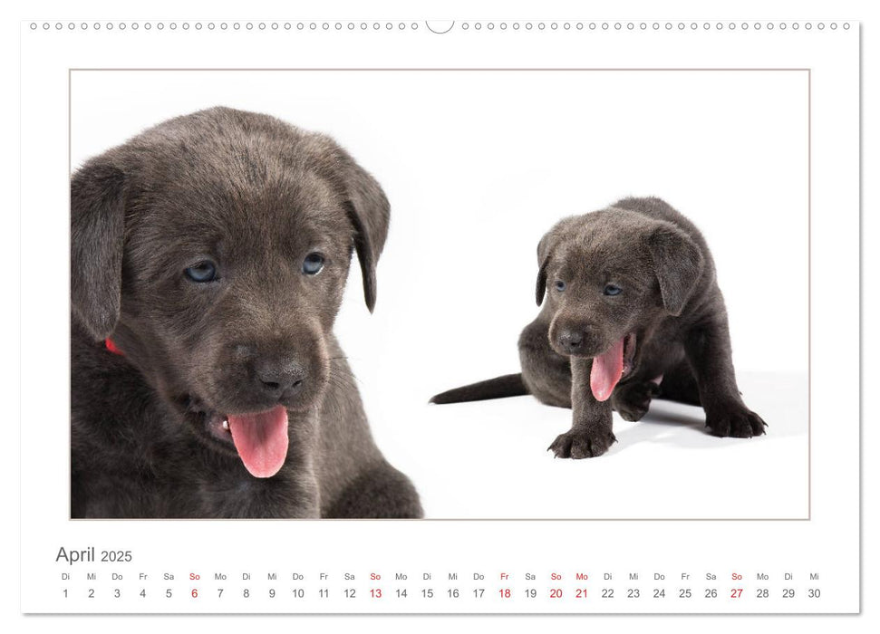 Labradorwelpen - Freunde fürs Leben (CALVENDO Premium Wandkalender 2025)