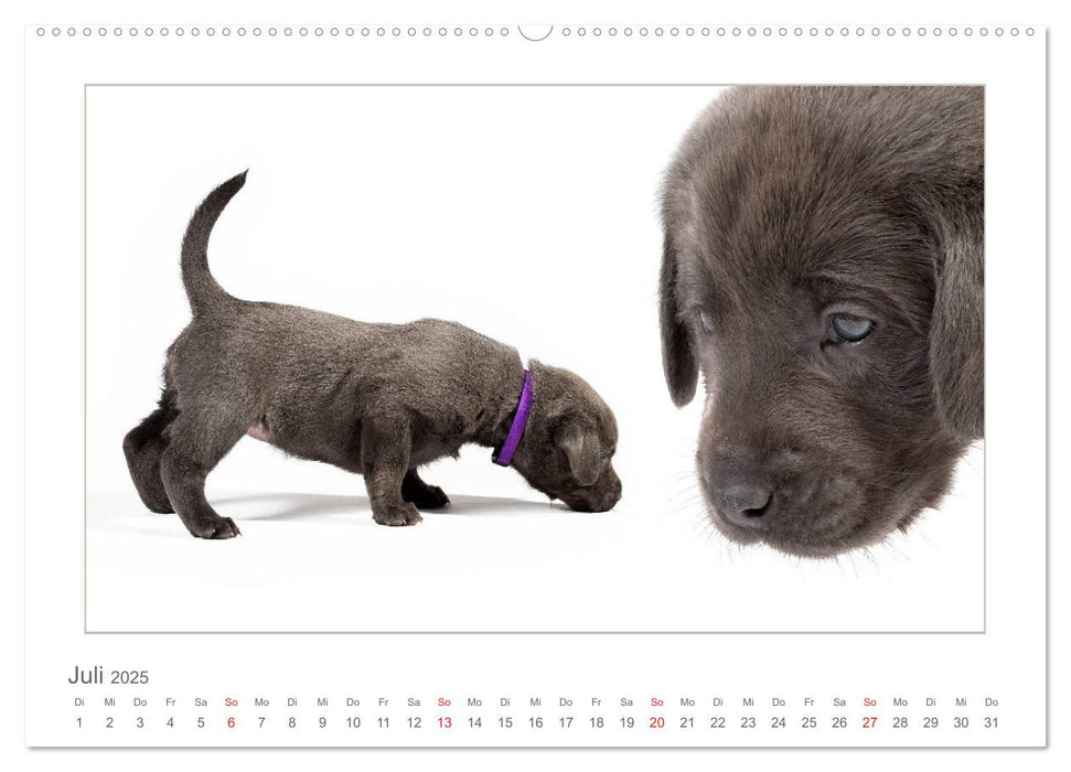 Labradorwelpen - Freunde fürs Leben (CALVENDO Premium Wandkalender 2025)