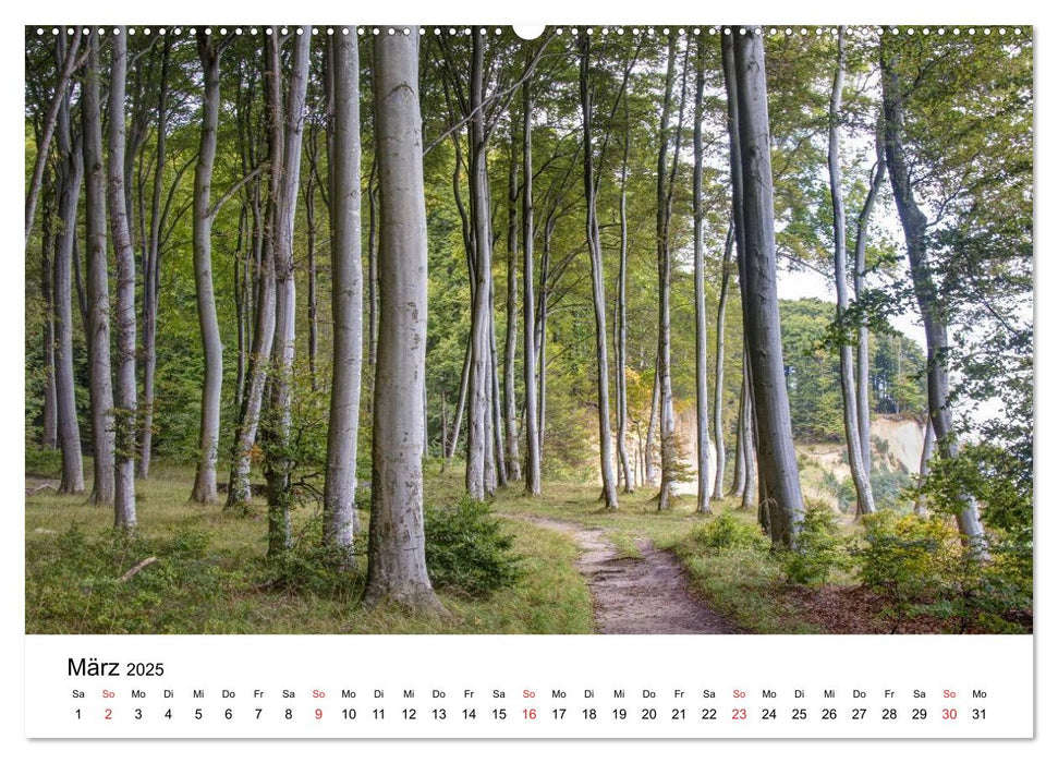 Der Hochuferweg im Jasmund Nationalpark (CALVENDO Premium Wandkalender 2025)