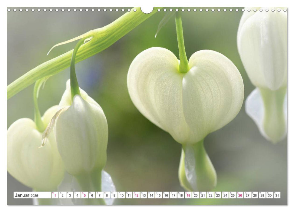 Traumblüten in Weiß (CALVENDO Wandkalender 2025)