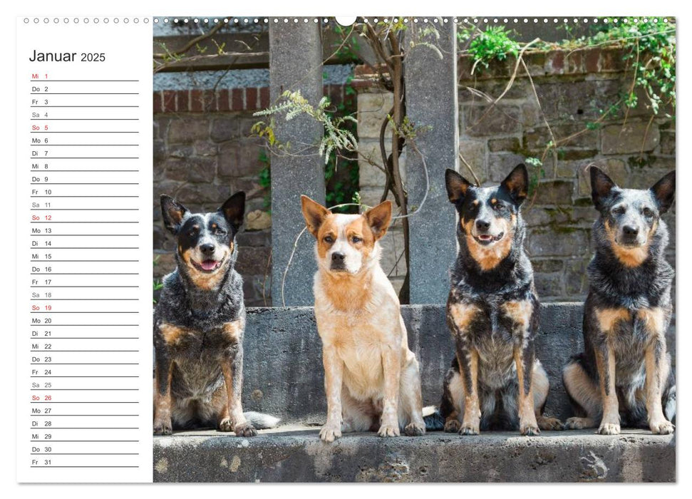 Australian Cattle Dogs zwischen Kunst und Kultur (CALVENDO Premium Wandkalender 2025)