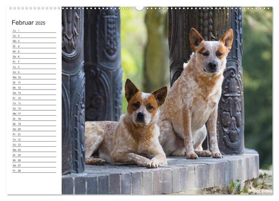 Australian Cattle Dogs zwischen Kunst und Kultur (CALVENDO Premium Wandkalender 2025)