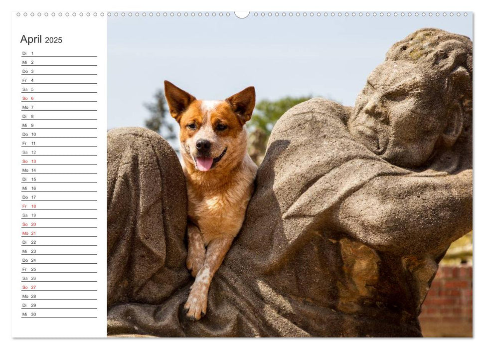 Australian Cattle Dogs zwischen Kunst und Kultur (CALVENDO Premium Wandkalender 2025)