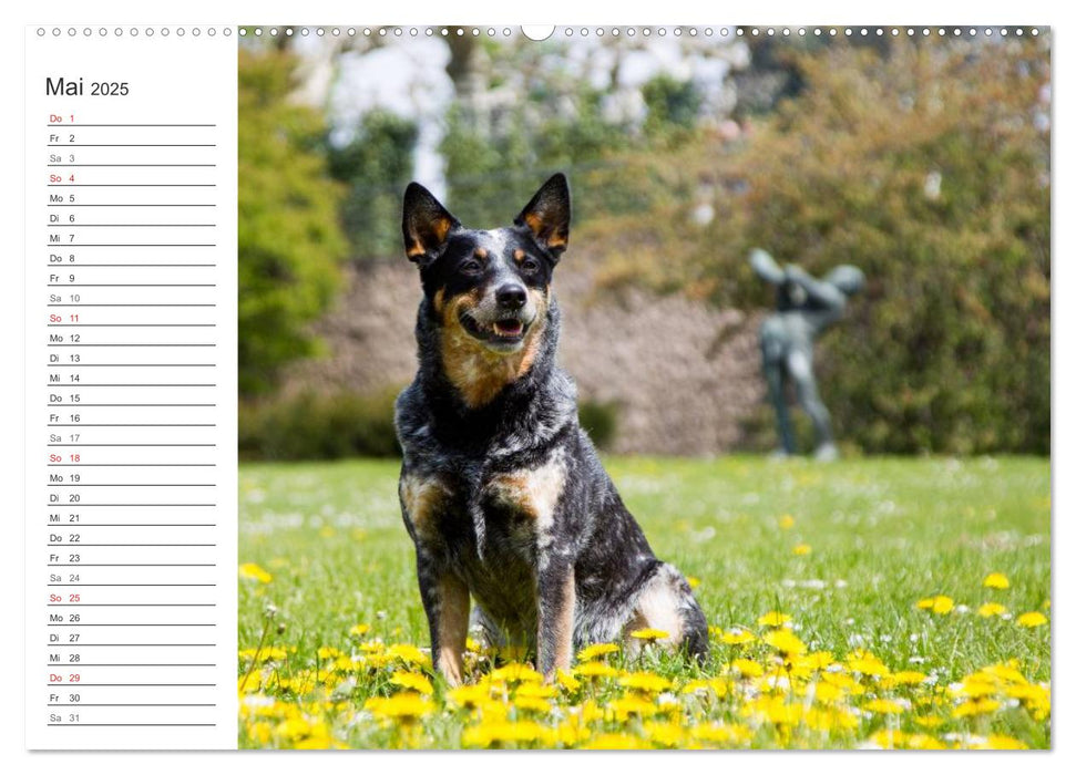 Australian Cattle Dogs zwischen Kunst und Kultur (CALVENDO Premium Wandkalender 2025)