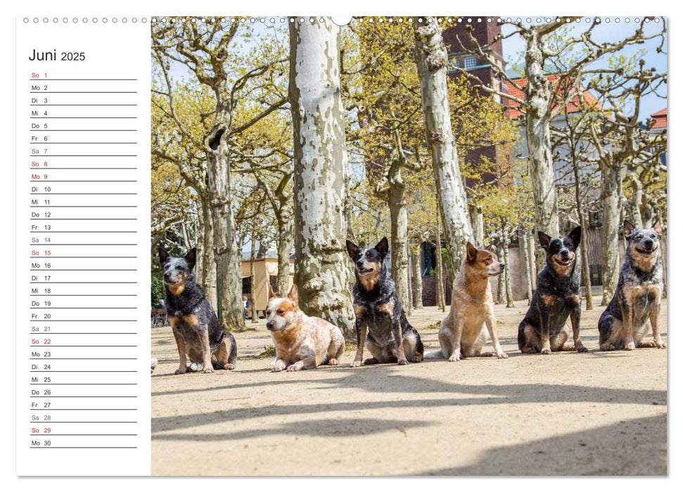 Australian Cattle Dogs zwischen Kunst und Kultur (CALVENDO Premium Wandkalender 2025)