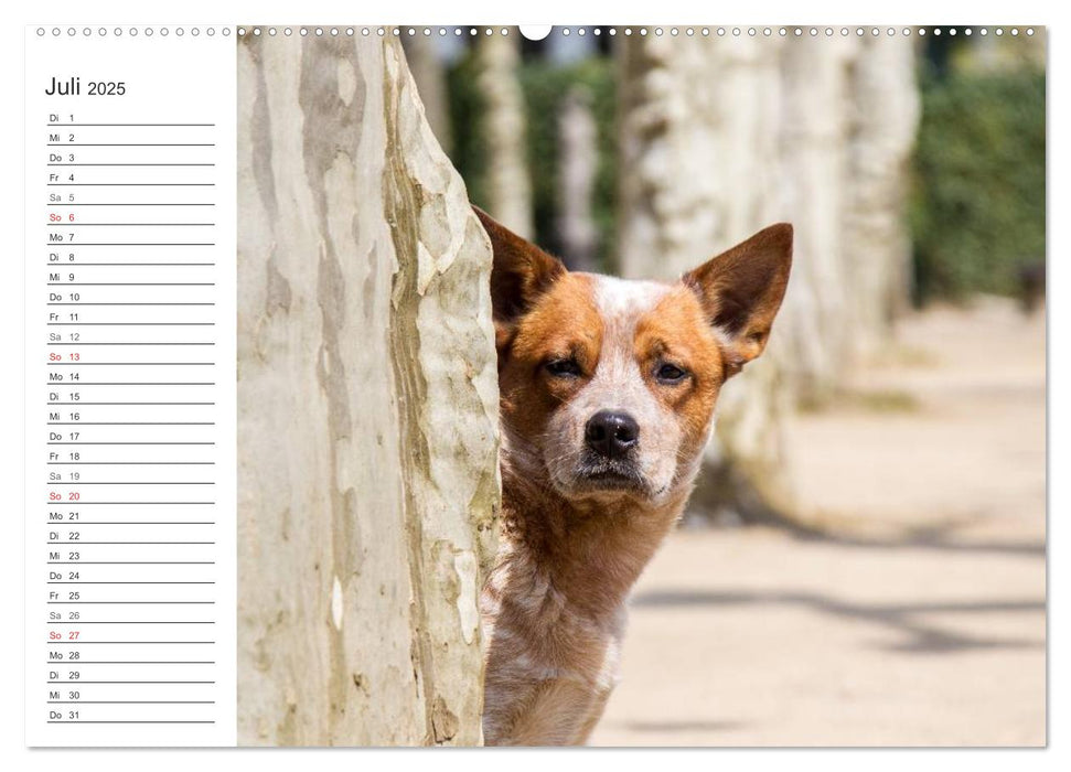 Australian Cattle Dogs zwischen Kunst und Kultur (CALVENDO Premium Wandkalender 2025)