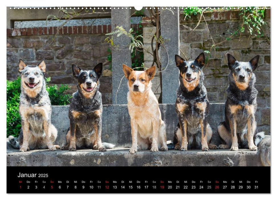 Australian Cattle Dogs zwischen Kunst und Kultur (CALVENDO Premium Wandkalender 2025)