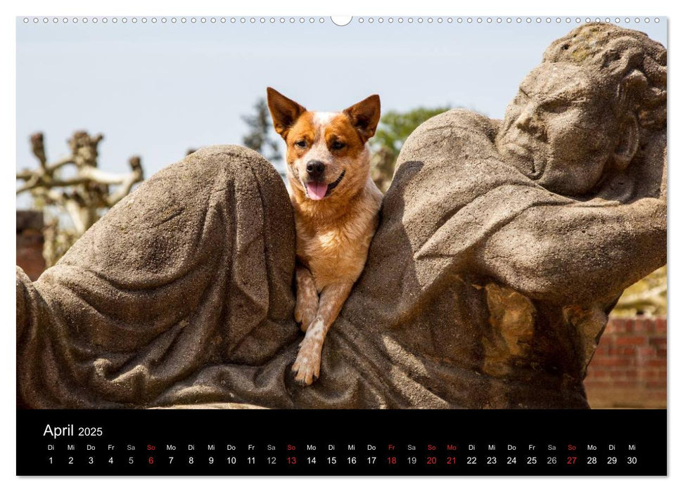 Australian Cattle Dogs zwischen Kunst und Kultur (CALVENDO Premium Wandkalender 2025)