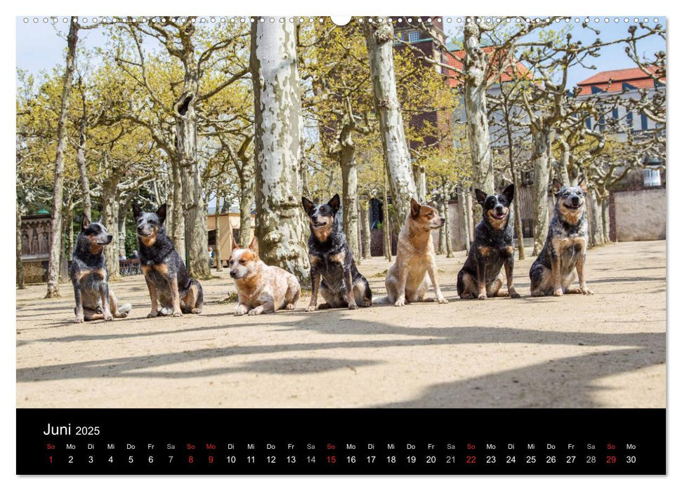 Australian Cattle Dogs zwischen Kunst und Kultur (CALVENDO Premium Wandkalender 2025)