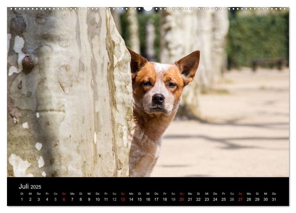 Australian Cattle Dogs zwischen Kunst und Kultur (CALVENDO Premium Wandkalender 2025)