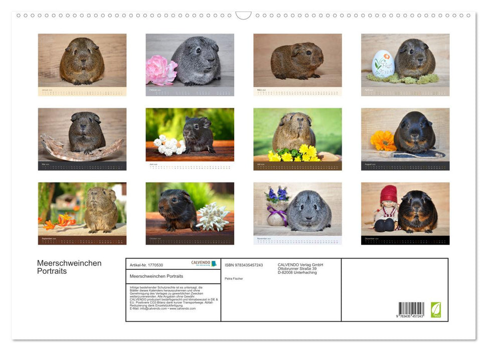 Meerschweinchen Portraits (CALVENDO Wandkalender 2025)