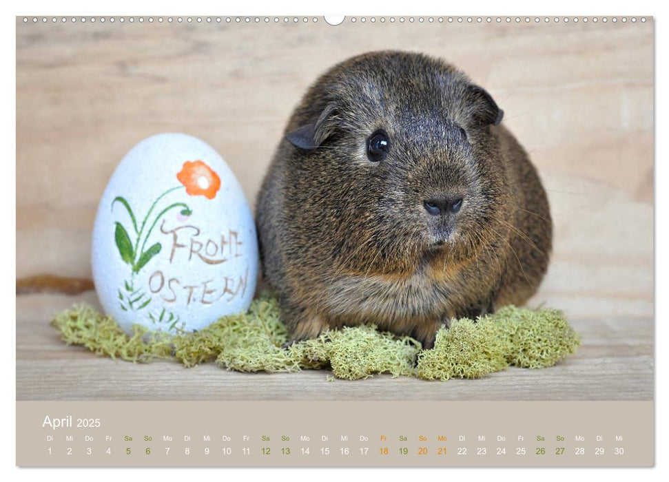 Meerschweinchen Portraits (CALVENDO Wandkalender 2025)