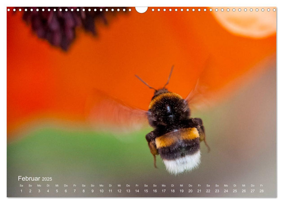 Eine Safari im Garten (CALVENDO Wandkalender 2025)