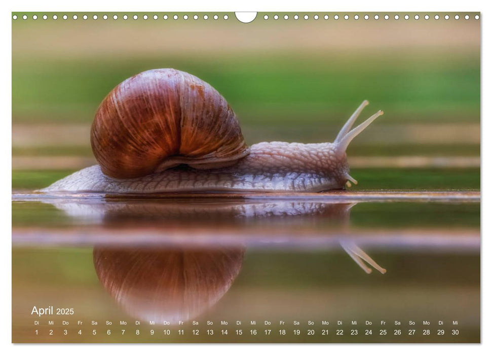 Eine Safari im Garten (CALVENDO Wandkalender 2025)