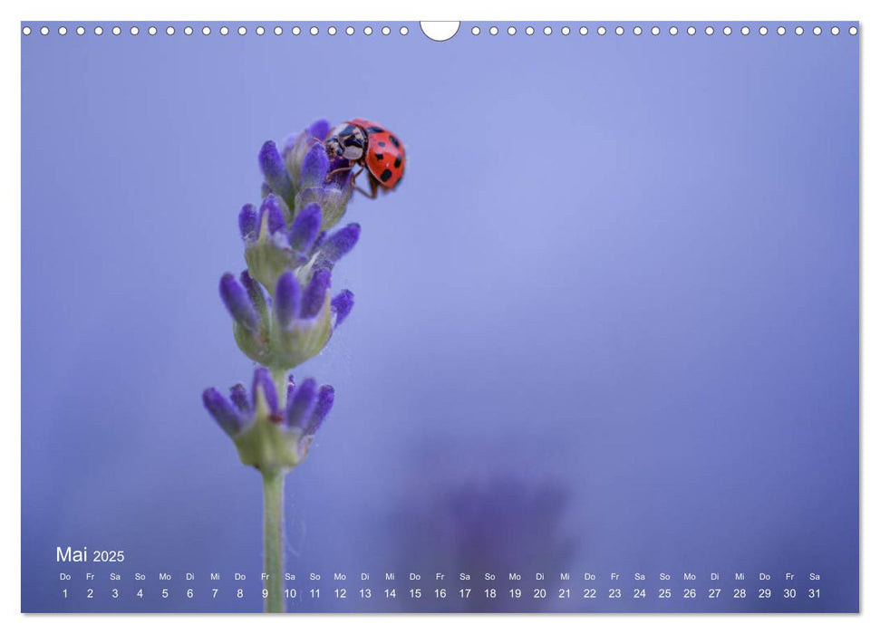 Eine Safari im Garten (CALVENDO Wandkalender 2025)