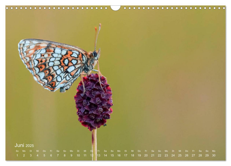 Eine Safari im Garten (CALVENDO Wandkalender 2025)