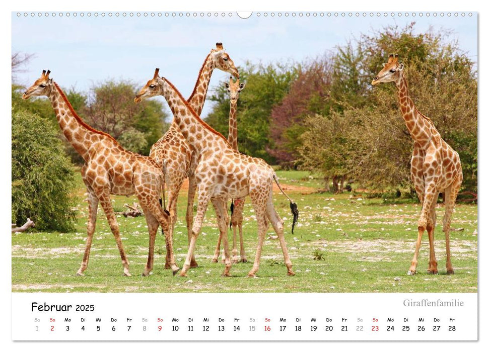 ETOSHA NATIONALPARK Traumziel in Namibia (CALVENDO Premium Wandkalender 2025)