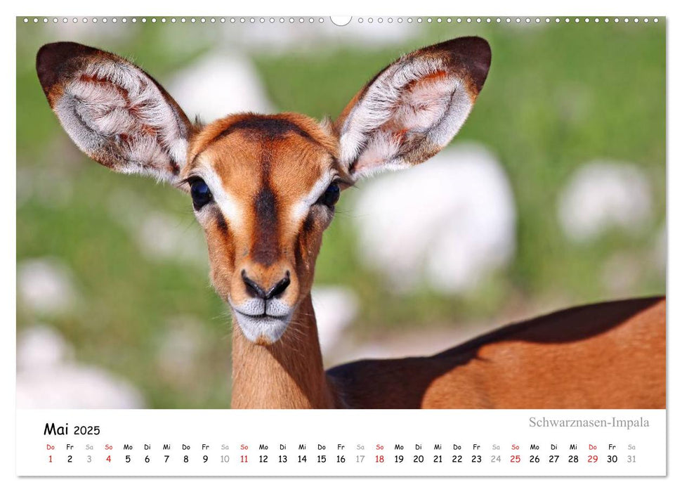 ETOSHA NATIONALPARK Traumziel in Namibia (CALVENDO Premium Wandkalender 2025)