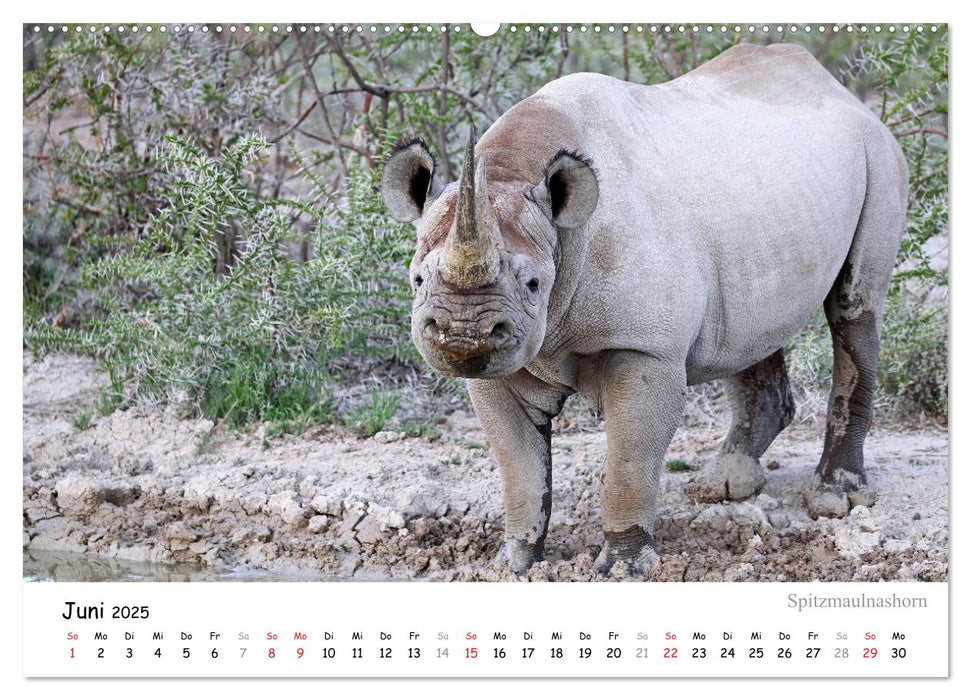 ETOSHA NATIONALPARK Traumziel in Namibia (CALVENDO Premium Wandkalender 2025)