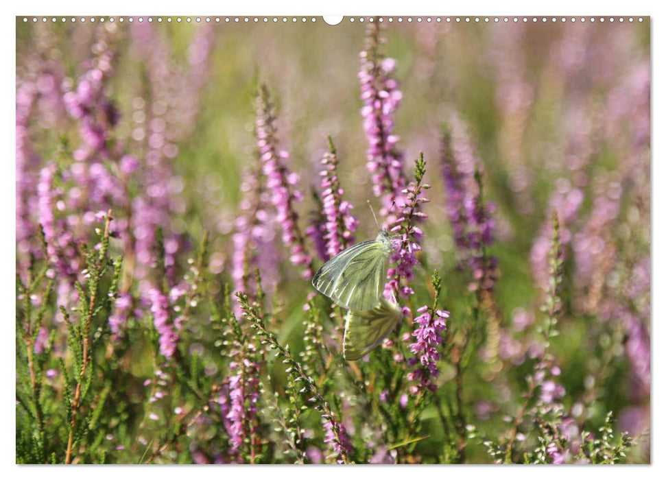 Lüneburger Heide - Faszinierend schön (CALVENDO Wandkalender 2025)