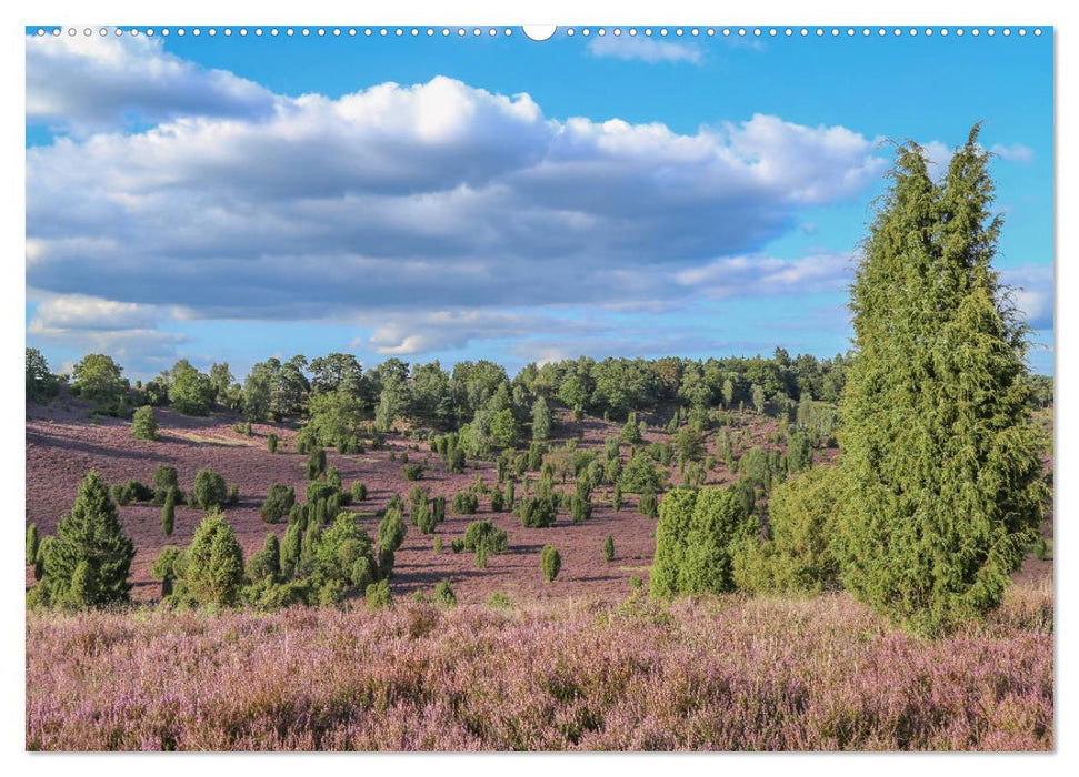 Lüneburger Heide - Faszinierend schön (CALVENDO Wandkalender 2025)