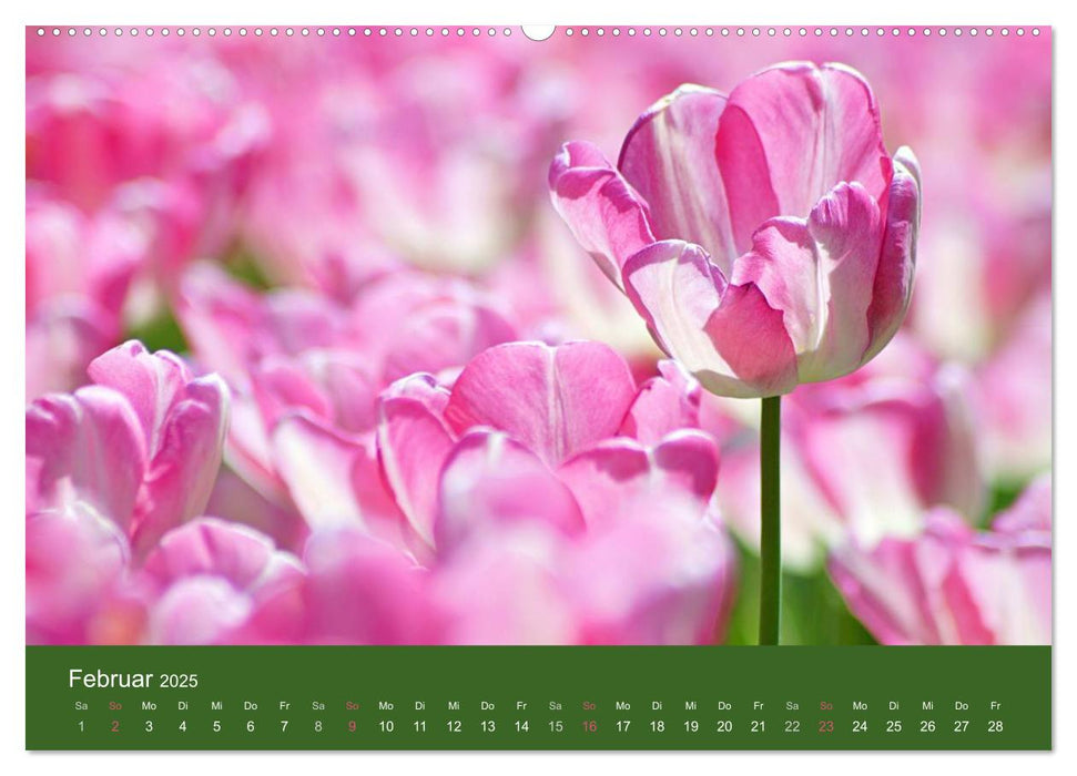 Farbenfrohe Tulpen 2025 (CALVENDO Premium Wandkalender 2025)