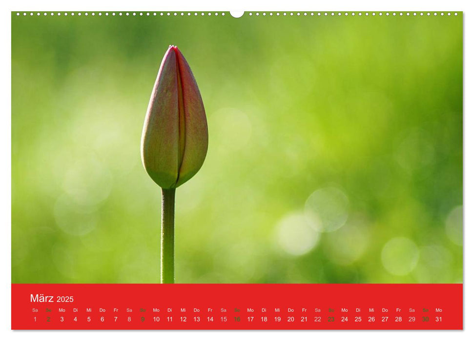 Farbenfrohe Tulpen 2025 (CALVENDO Premium Wandkalender 2025)