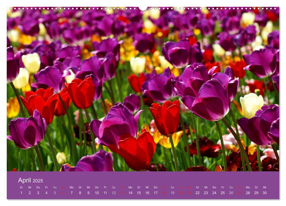 Farbenfrohe Tulpen 2025 (CALVENDO Premium Wandkalender 2025)