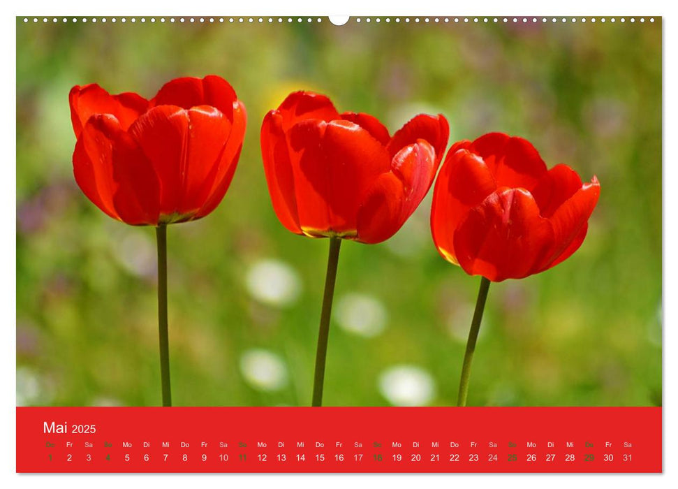 Farbenfrohe Tulpen 2025 (CALVENDO Premium Wandkalender 2025)