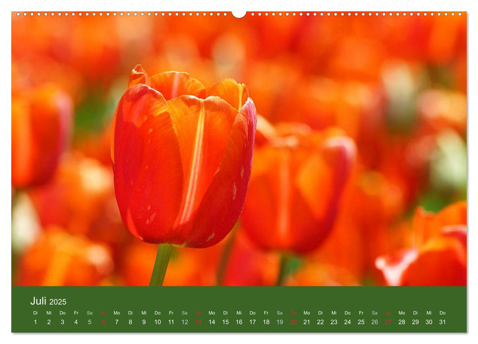 Farbenfrohe Tulpen 2025 (CALVENDO Premium Wandkalender 2025)