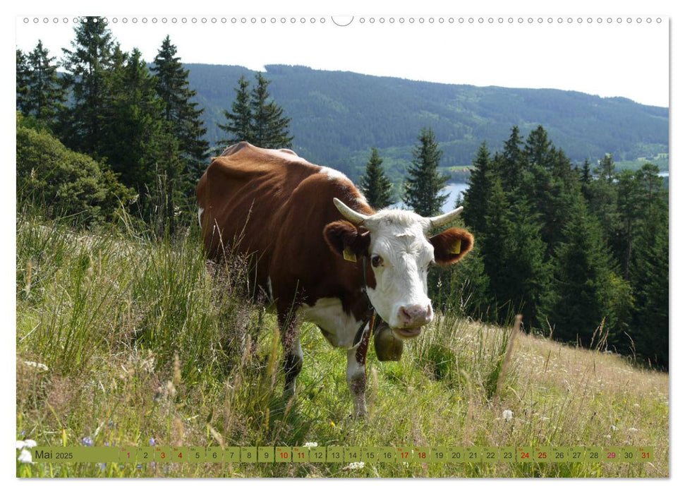 Schwarzwald-Kühe - Die Hinterwälder (CALVENDO Wandkalender 2025)