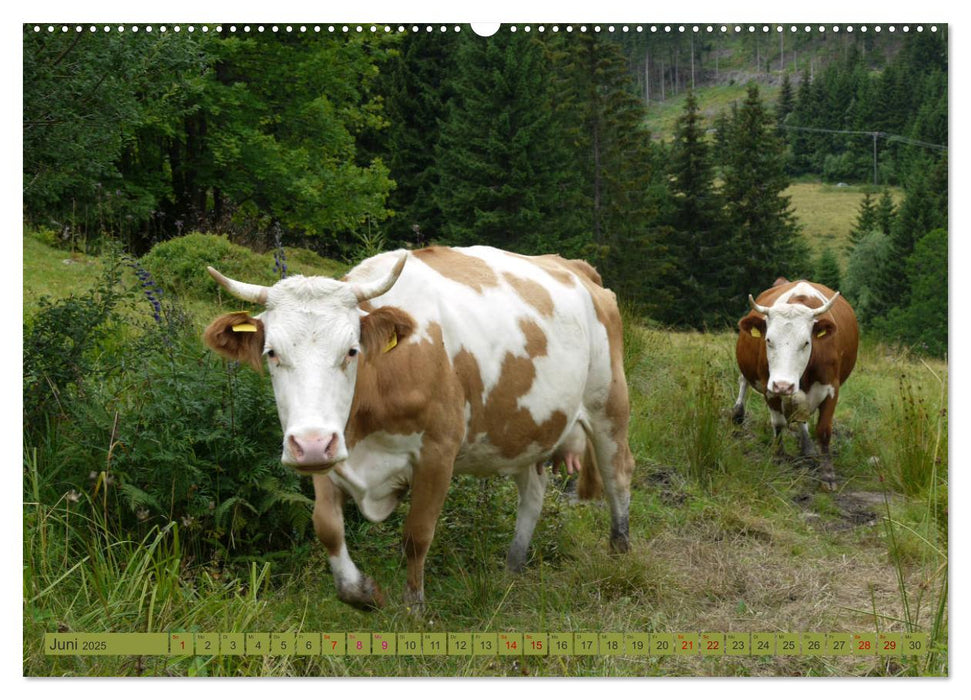 Schwarzwald-Kühe - Die Hinterwälder (CALVENDO Wandkalender 2025)