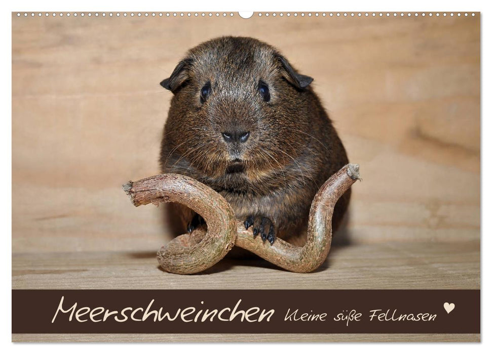 Meerschweinchen - Kleine süße Fellnasen (CALVENDO Wandkalender 2025)