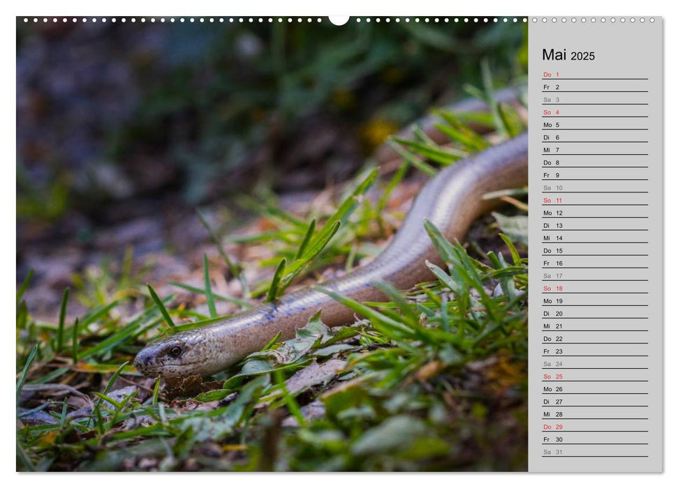 Salamander und Co. (CALVENDO Premium Wandkalender 2025)