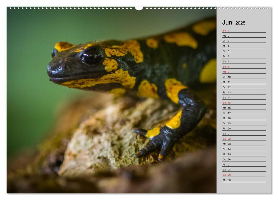 Salamander und Co. (CALVENDO Premium Wandkalender 2025)